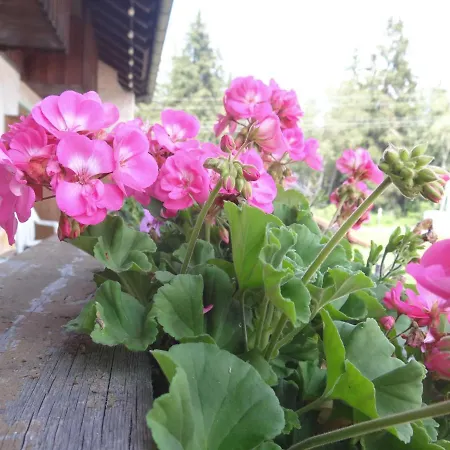 Beim Haxenwirt Hotel 2*